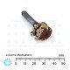 Alps 100KB x2 Dual/Stereo Potentiometer with Center Indent